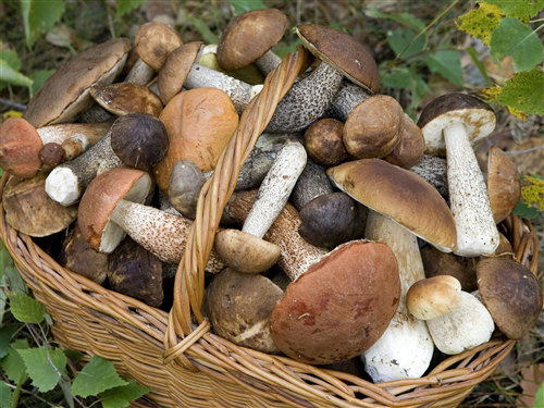Prevenzione delle intossicazioni da funghi.